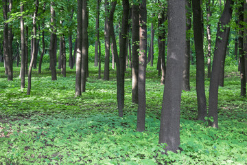 summer bright green forest with fresh grassy meadow