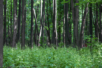 Fototapeta na wymiar summer bright green dense forest with fresh grassy meadow with blurry background