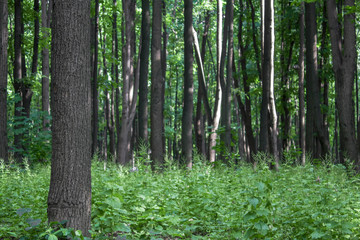 Fototapeta premium tree trunk on a background of blurry summer fresh bright green forest and grass