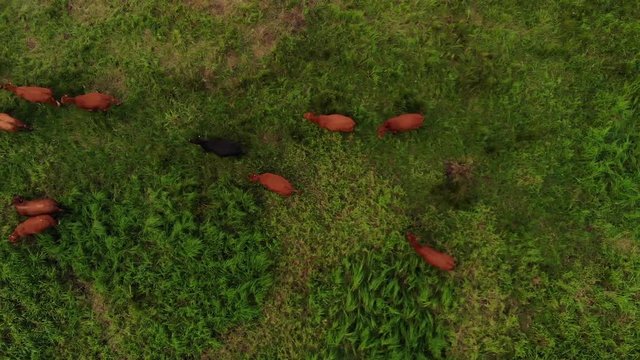 Following calm purebred red and black angus on a green field on a farm, aerial view