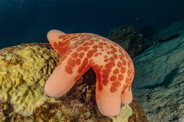 Starfish On the seabed in the Red Sea, eilat israel