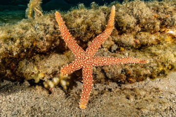 Starfish On the seabed in the Red Sea, eilat israel