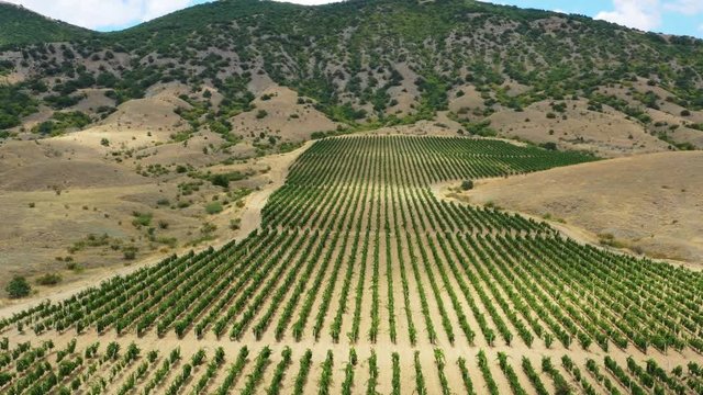 Aerial beautiful view of mountain vineyard in Crimea, 4k