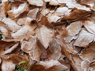 Brown frozen leaves background texture. Winter forest.