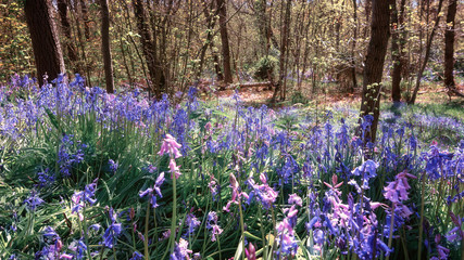 Beautiful blue wild hyacinths in a forest