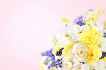 Naklejka na ściany i meble Spring blossoming yellow and white daffodils posy, springtime blooming narcissus (jonquil) flowers bouquet festive background