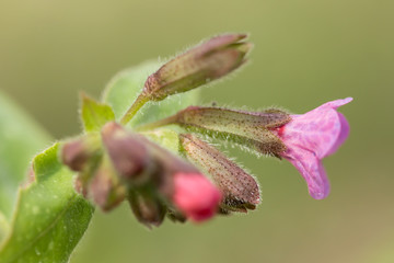 Lungwort (Pulmonaria officinalis) common lungwort or Mary's tears, rhizomatous medicinal plant in family Boraginaceae with cordate, elongated and pointed leaves. Used for chest conditions and chronic 