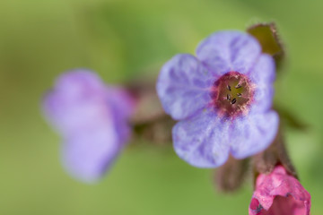 Lungwort (Pulmonaria officinalis) common lungwort or Mary's tears, rhizomatous medicinal plant in family Boraginaceae with cordate, elongated and pointed leaves. Used for chest conditions and chronic 