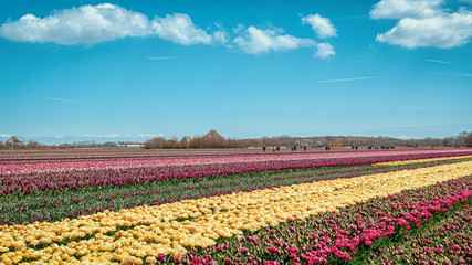 Flowering Zijpe is an organized walk through the flowering fields in the Kop van Noord-Holland