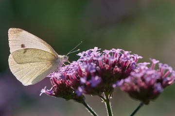 Cabbage butterfly on verdena flower macro