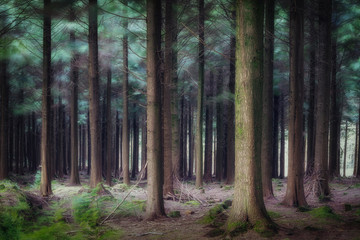 high contrast woodland in cornwall uk 