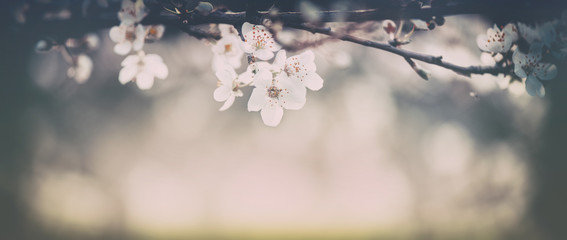 Spring Nature Easter art background with blossom. Vintage backdrop. Beautiful nature scene with blooming flowers tree. Spring flowers. Beautiful Orchard. Abstract blurred retro background. Springtime