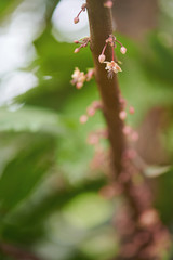 Closeup of cacao flower