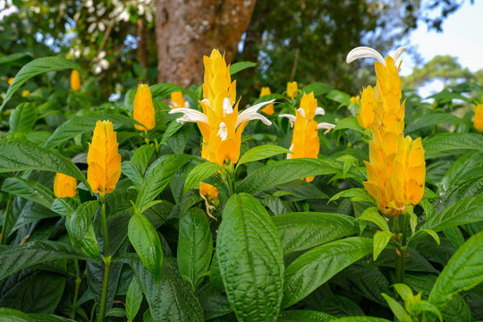 This yellow flowers is named golden candle, golden shrimp plant and lollypops. Pachystachys lutea is a member of Acantaceae.