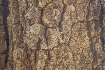 bark brown wood tree texture background