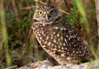 Burrowing Owl