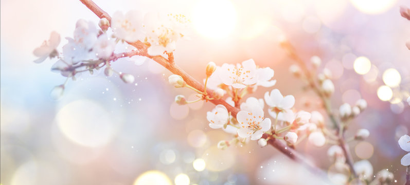 Spring Nature Easter art background with blossom. Beautiful nature scene with blooming flowers tree and sun flare. Sunny day. Spring flowers. Beautiful Orchard. Abstract blurred background. Springtime