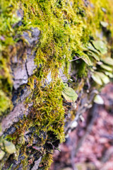 Mushrooms, lichen and moss on dried tree