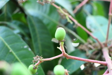 Close up small young green mangoes fruit on mango tree in Thailand