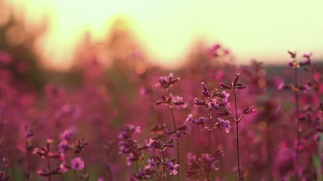 beautiful view of wild grass and flowers in the sunset. Beautiful flowers sway in the wind in the sun.