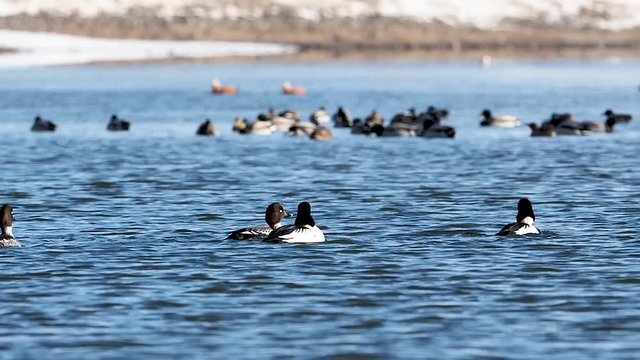 The common goldeneye (Bucephala clangula) is a medium-sized sea duck of the genus Bucephala, the goldeneyes.