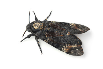 Death head hawkmoth isolated on white