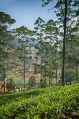 Vertical view of a tea plantation, tropical forest and sri lankan village in a distance