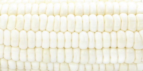 Close up white corn grain can use for background, have copyspace
