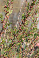 decorative almond, spring garden, background