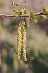 birch catkins, spring birch, background
