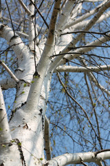 leafless birch, bottom view, background
