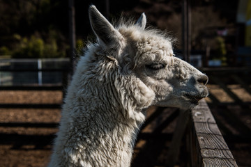 Obraz premium Alpaca ポートレート