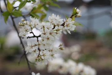 branch with plum blossom, spring garden, background