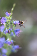 bee on flower