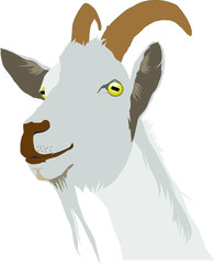 Goat or ram head, Icon, logo, vector graphics.