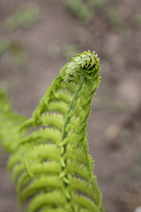 Young fern, spring garden, background