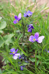 three-colored violet - pansies, spring garden, background