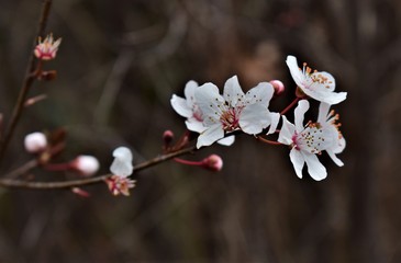 flowers in spring