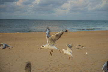 Fototapeta na wymiar białe mewy ptaki na plaży nad morzem