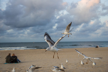 białe mewy ptaki na plaży nad morzem © Tymoteusz