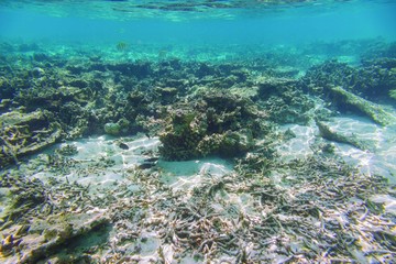 Fototapeta na wymiar Underwater view of dead coral reefs and beautiful fishes. Snorkeling. Maldives, Indian ocean.