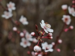 flowers of a tree
