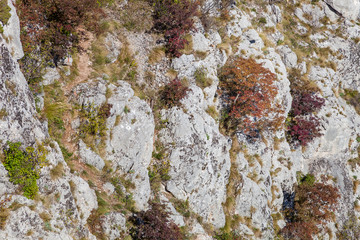 Autumn colors of bushes on a vertical cliff of white rock covered by dry grass
