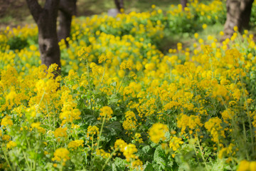 bunch of yellow flowers