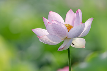 The lotus in the pool is blooming