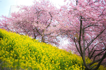 sakura festival cherry blossom in japan 