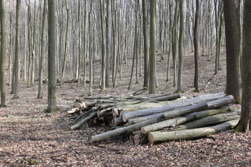 The tree broke from a strong wind in the spring   forest.The tree was sawn into logs and stacked.