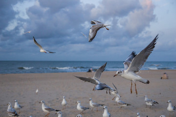 piękne ptaki na plaży białe mewy