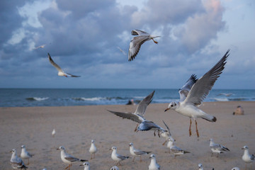 piękne ptaki na plaży białe mewy © Tymoteusz