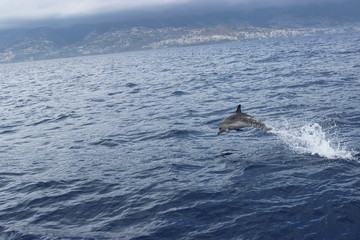 Obraz premium humpback whale in the sea